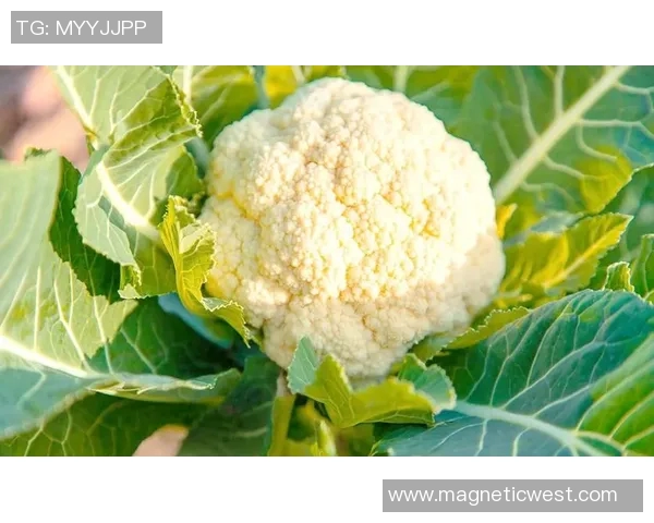 从零起步打造高效网球团队协作的全面指南与实用技巧 从零起步打造高效网球团队协作的全面指南与实用技巧